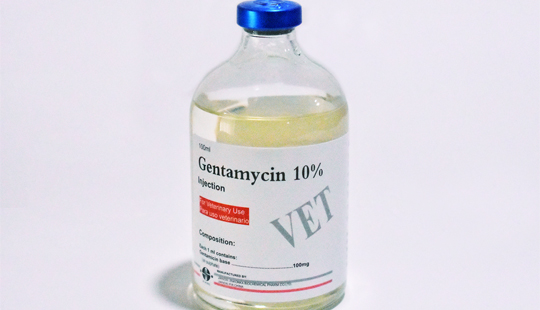 Gentamycin_Main